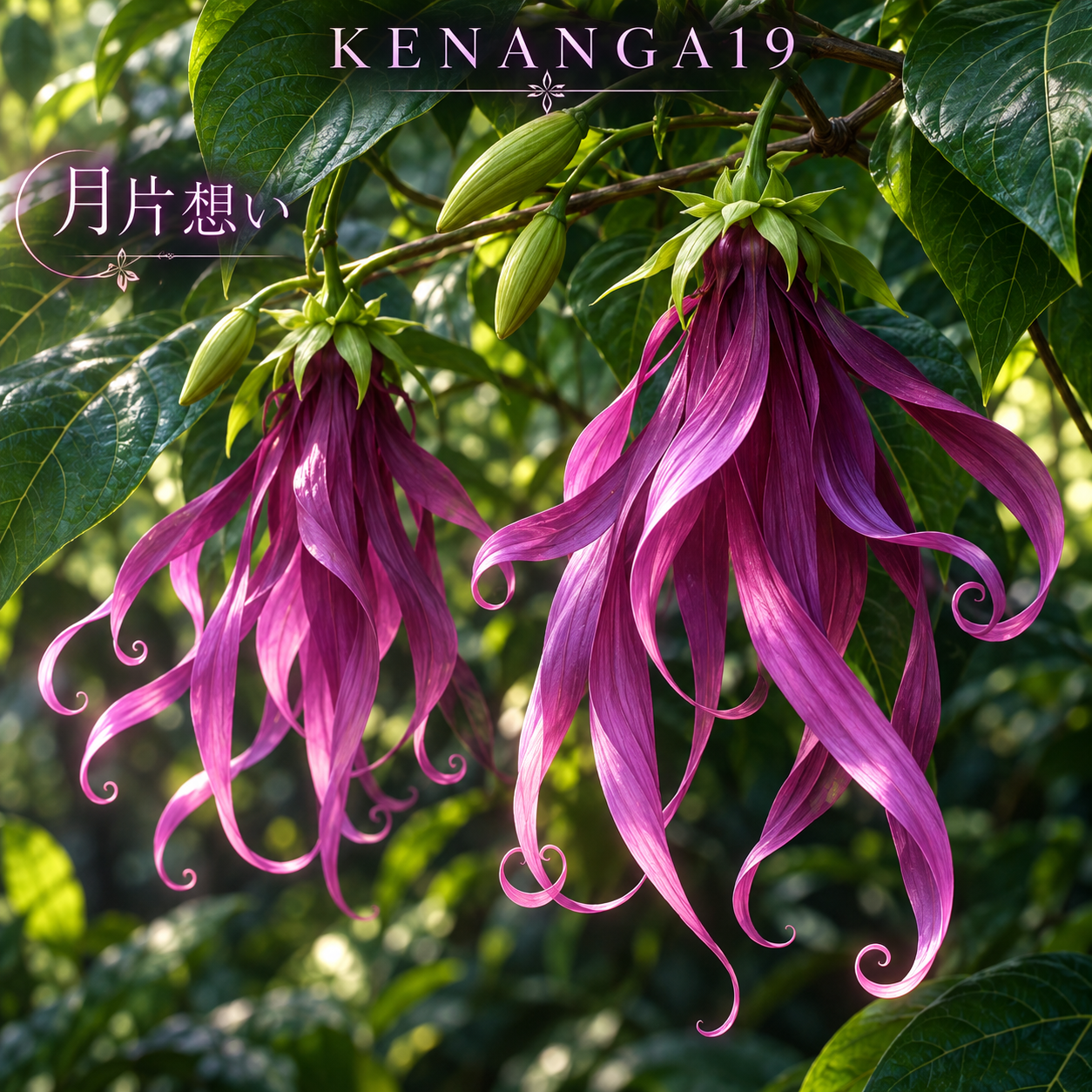 KENANGA19
